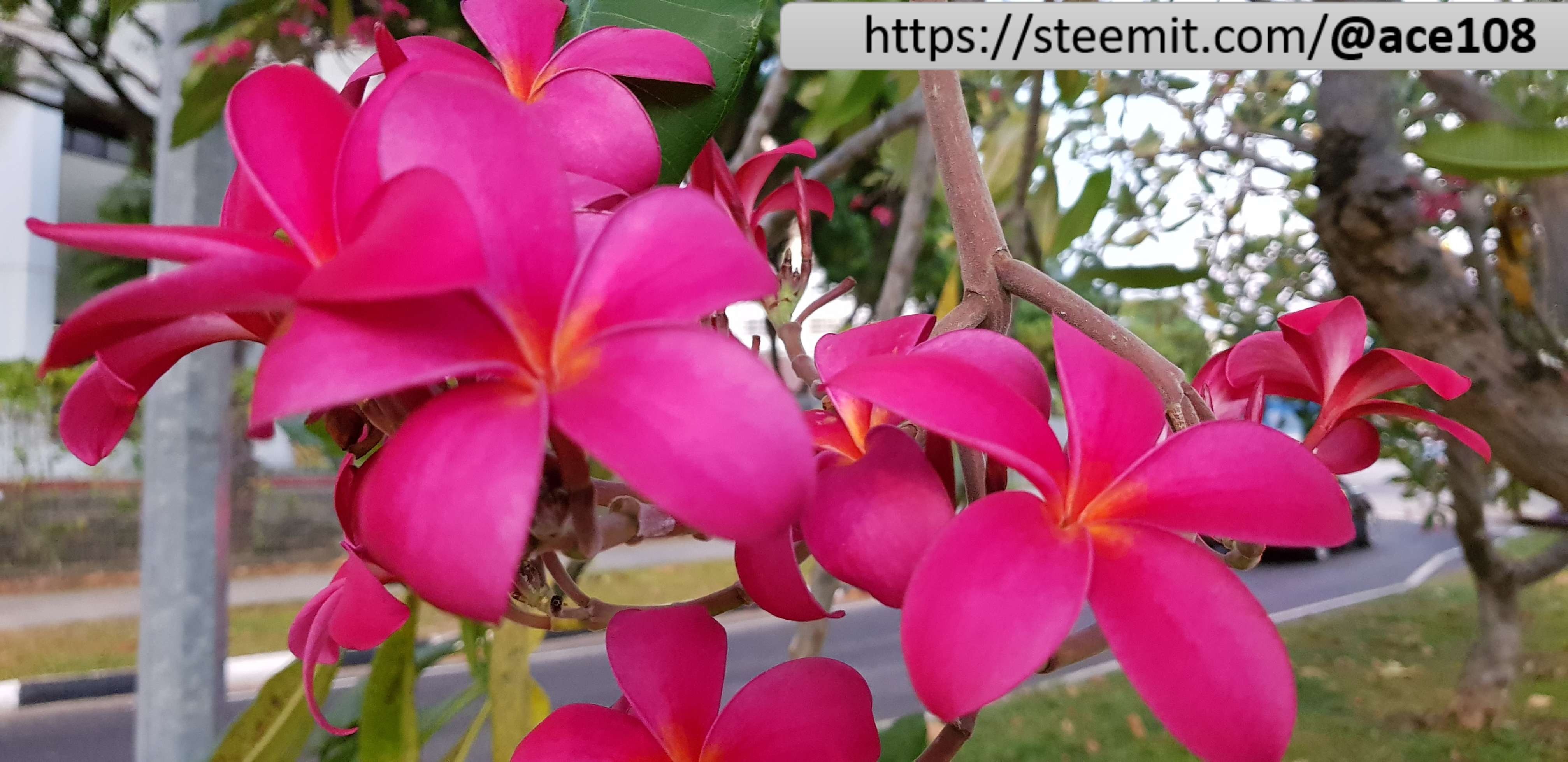 Pink Frangipani 2