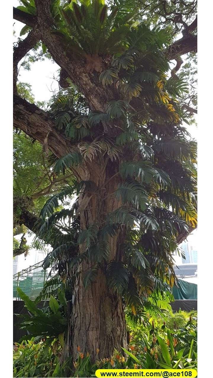 Heritage Raintree190