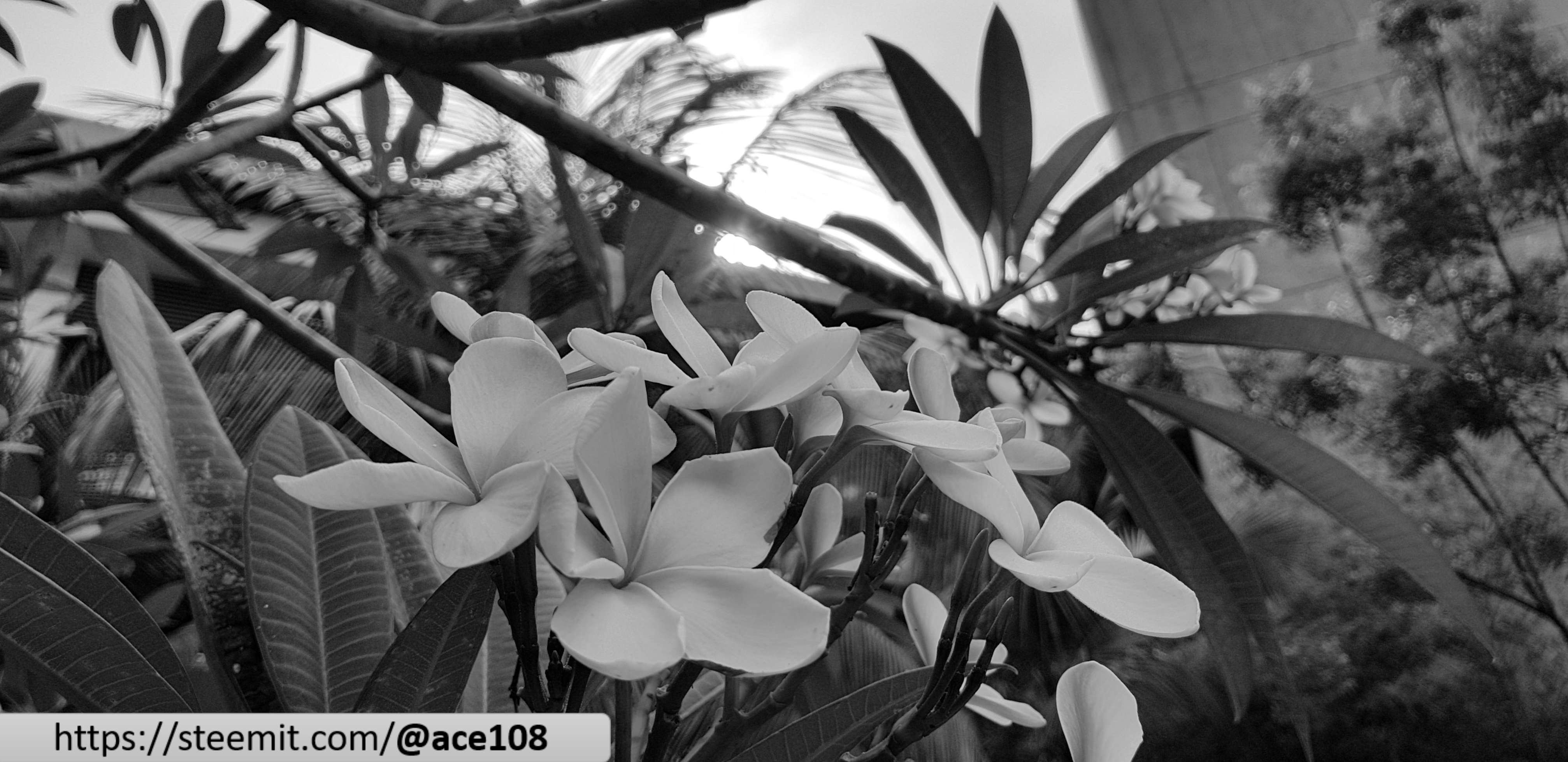 Frangipani Black and White