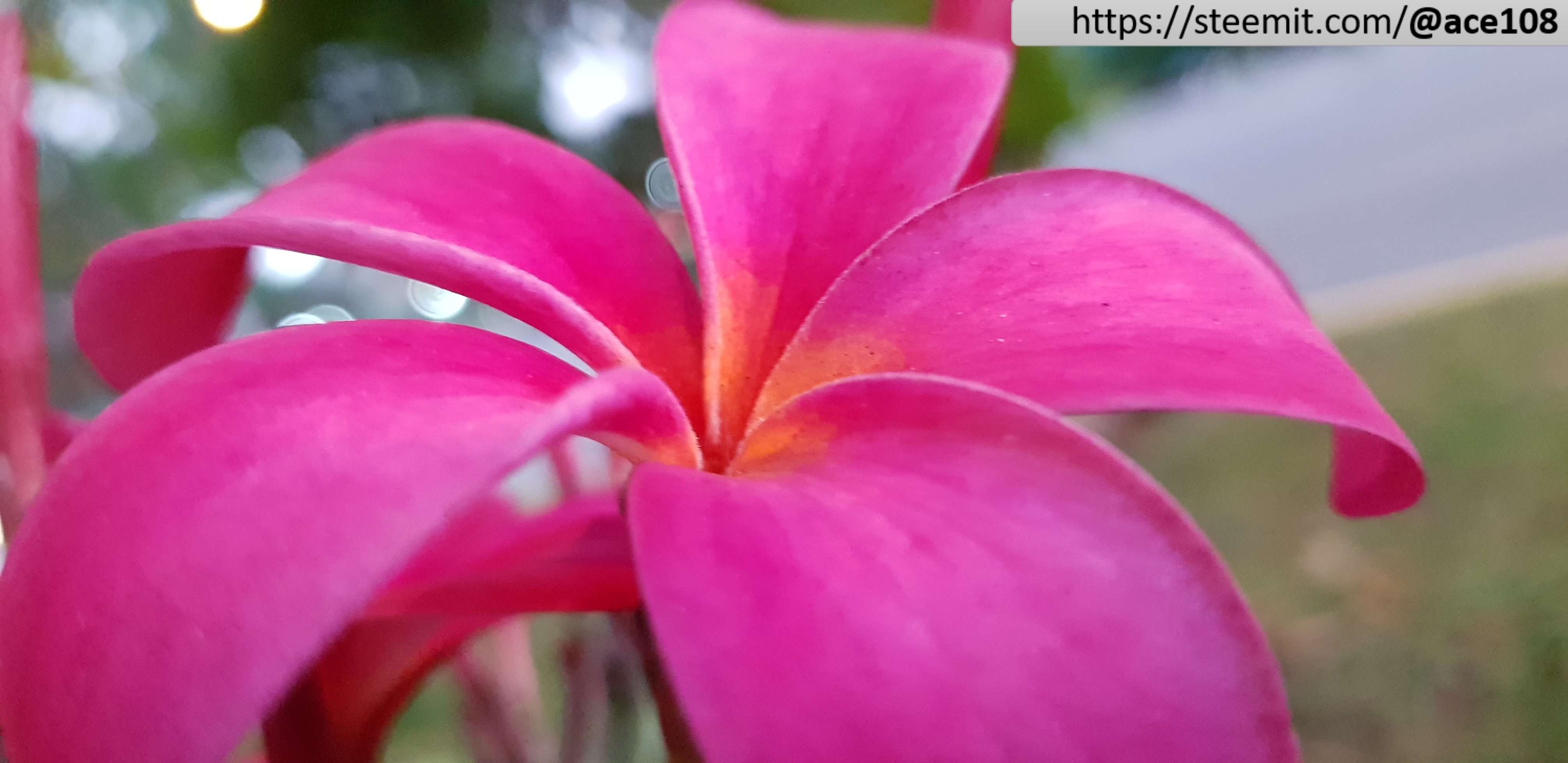 Pink Frangipani 3