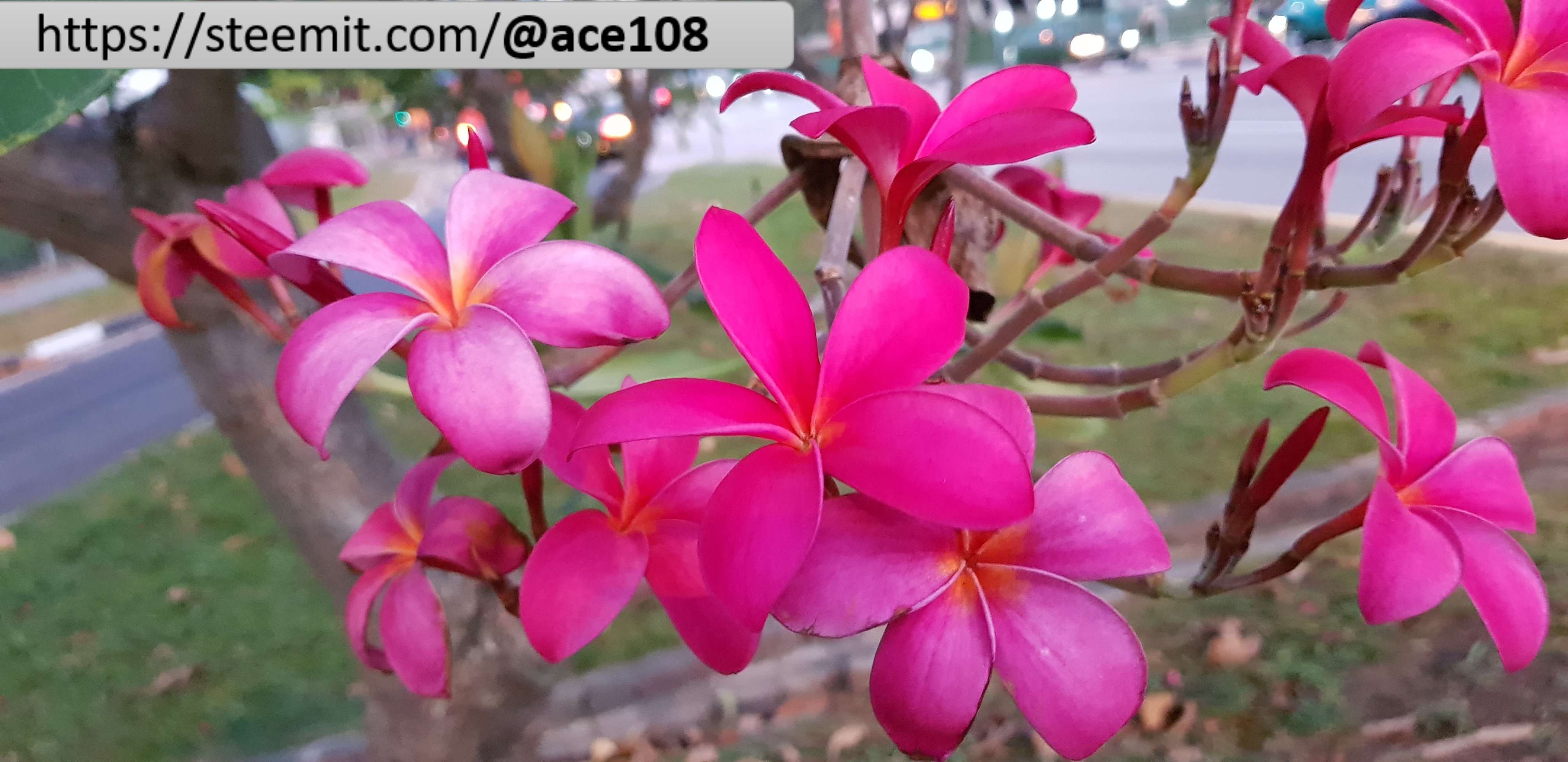 Pink Frangipani 1