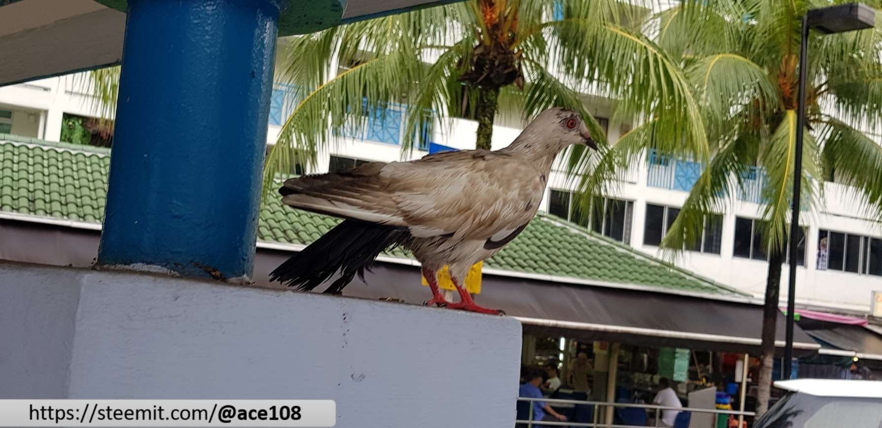 Wet pigeon 4