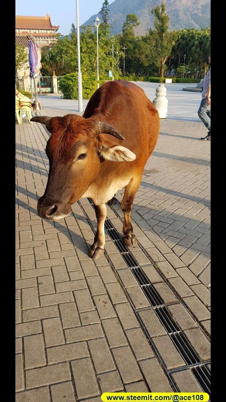 Cow