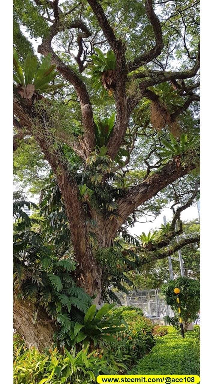 Heritage Raintree240