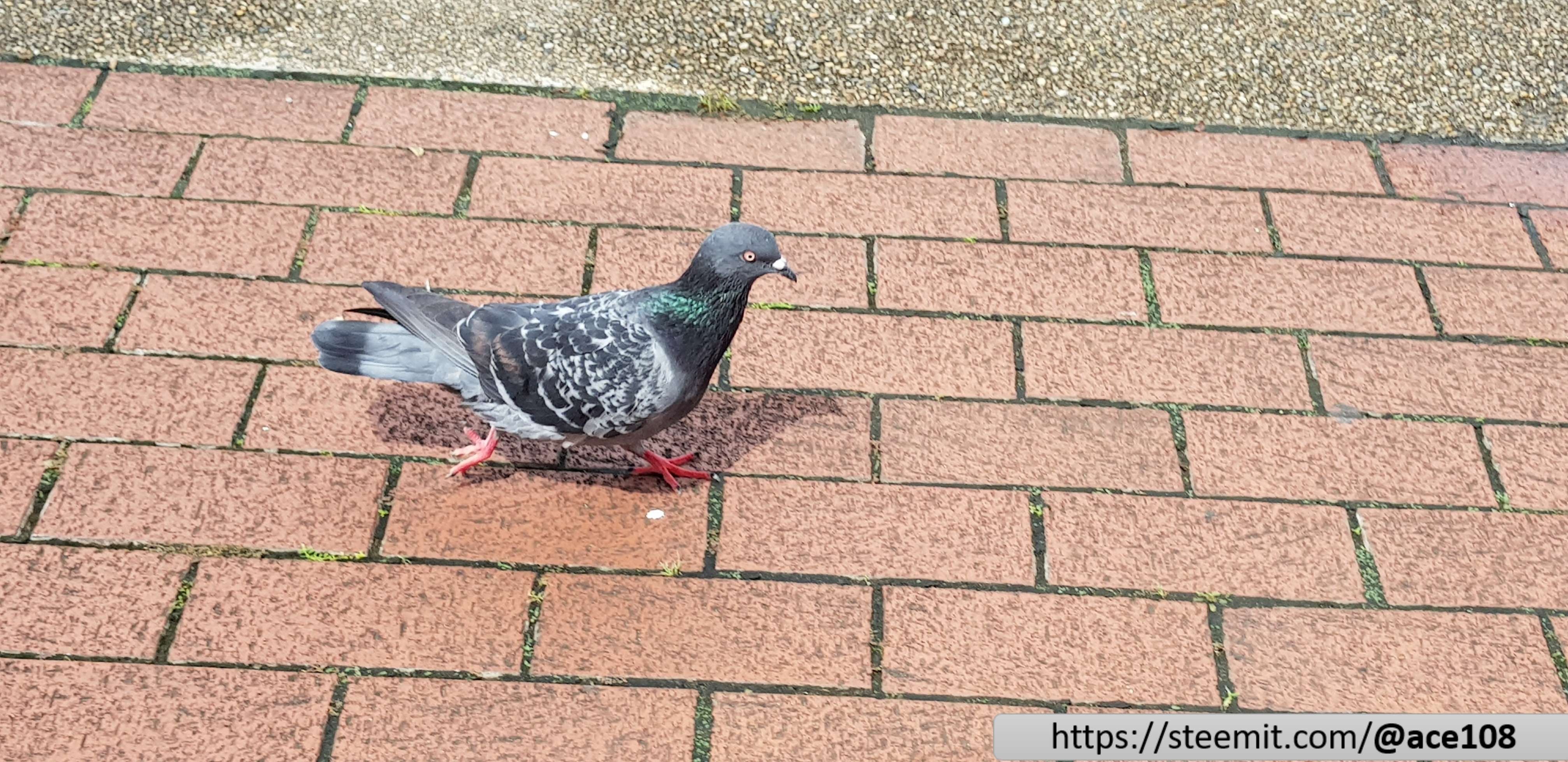 Pigeon 2