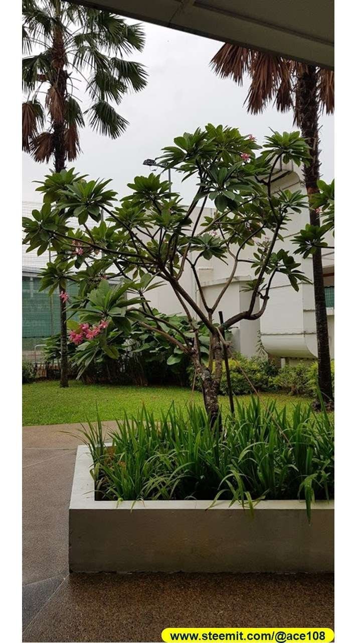 Frangjipani180