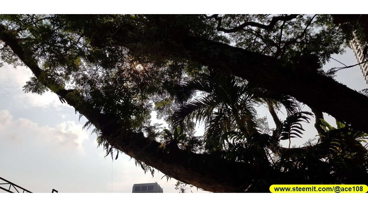 Heritage Raintree220