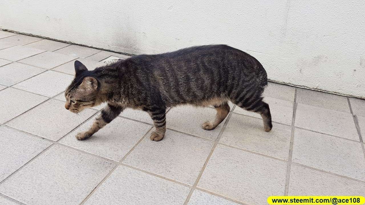 Cat 1