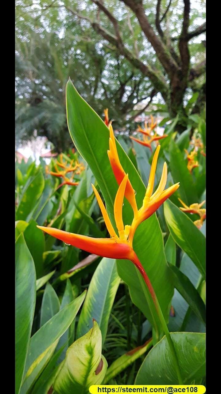 Bird of paradise 1