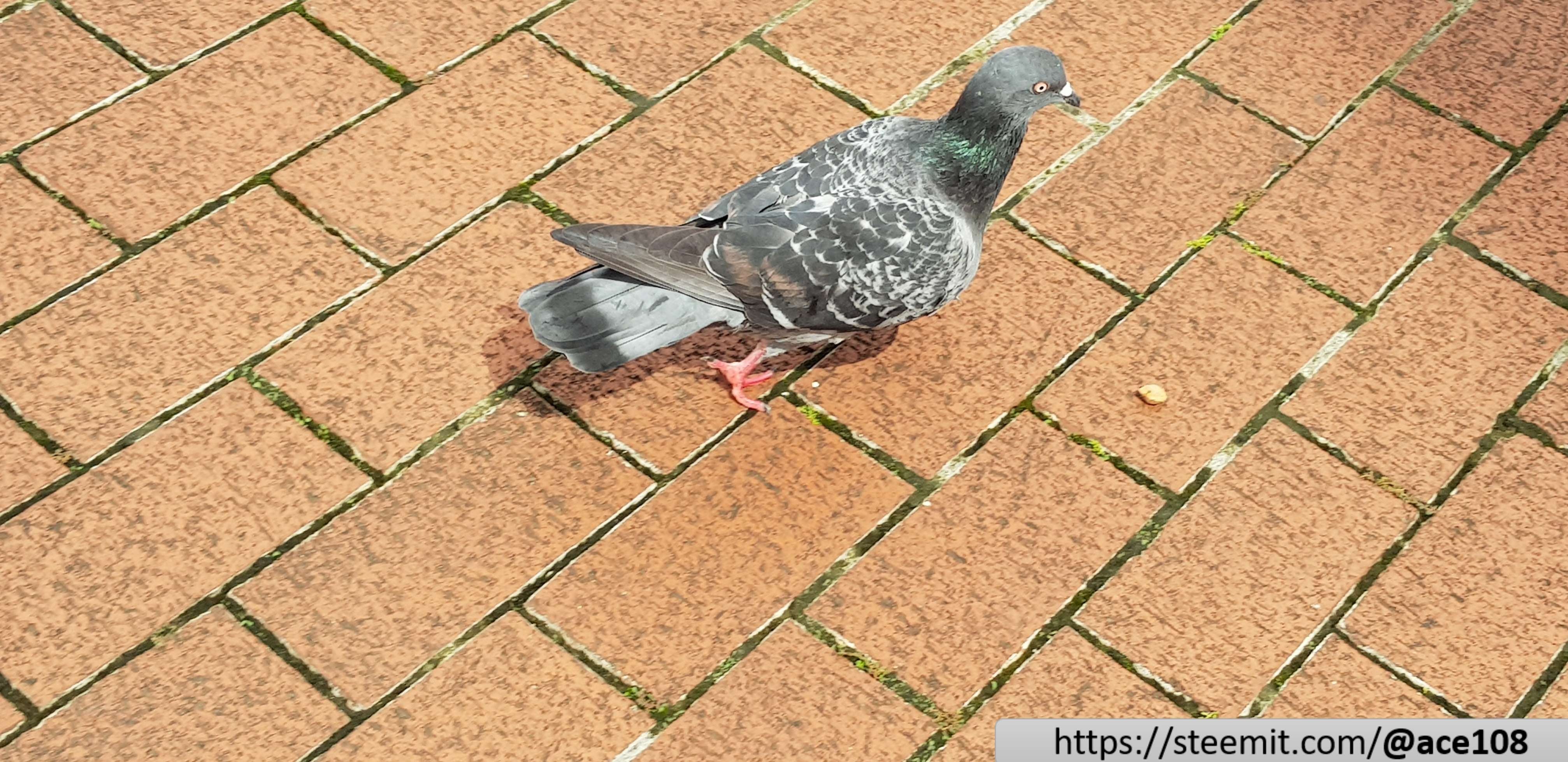 Pigeon 1