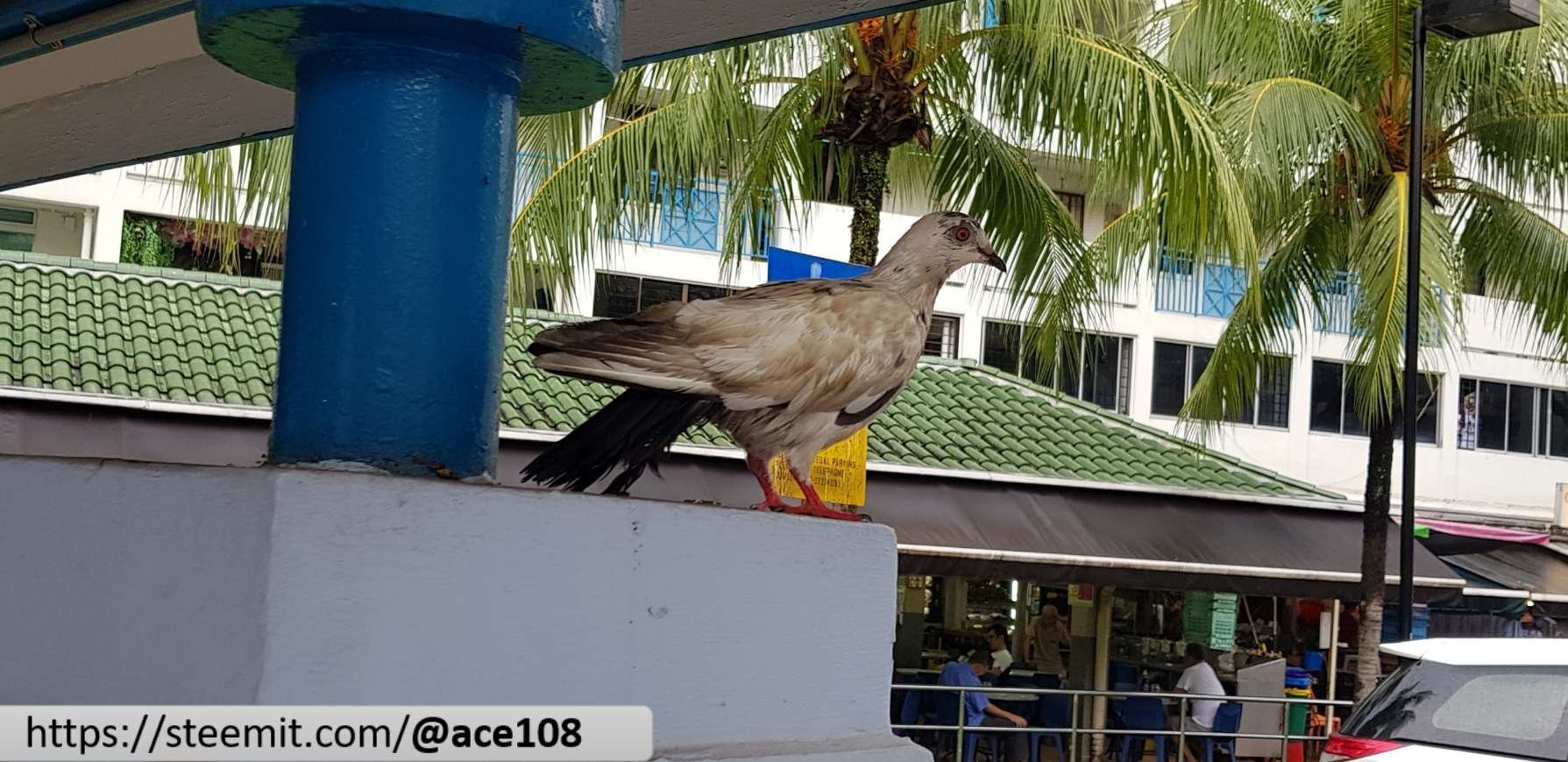 Wet pigeon 3