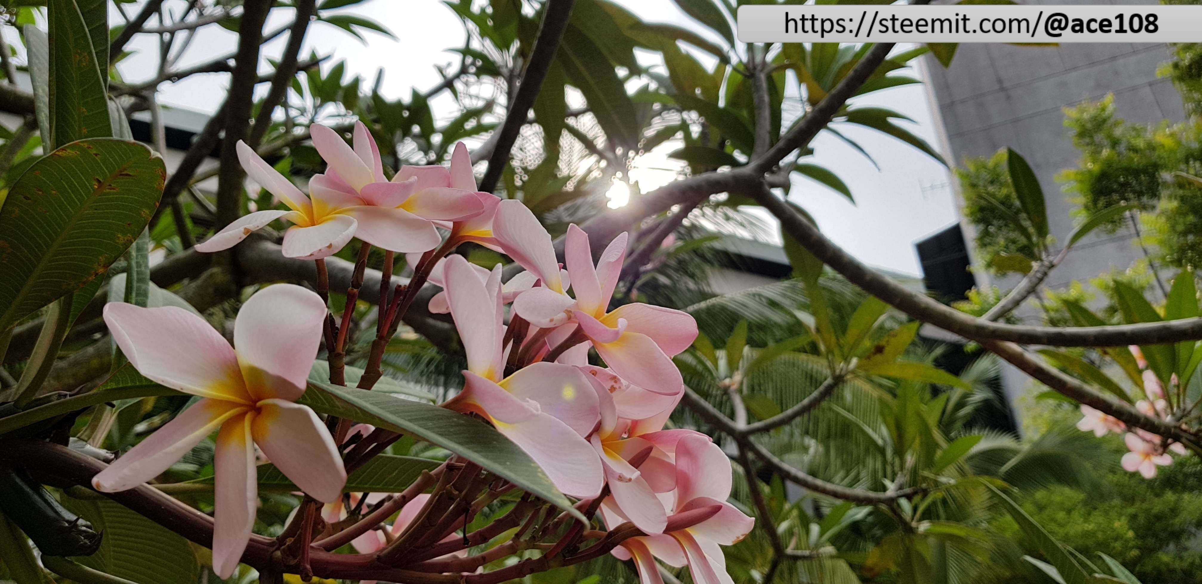 Franjipani in Sun 2