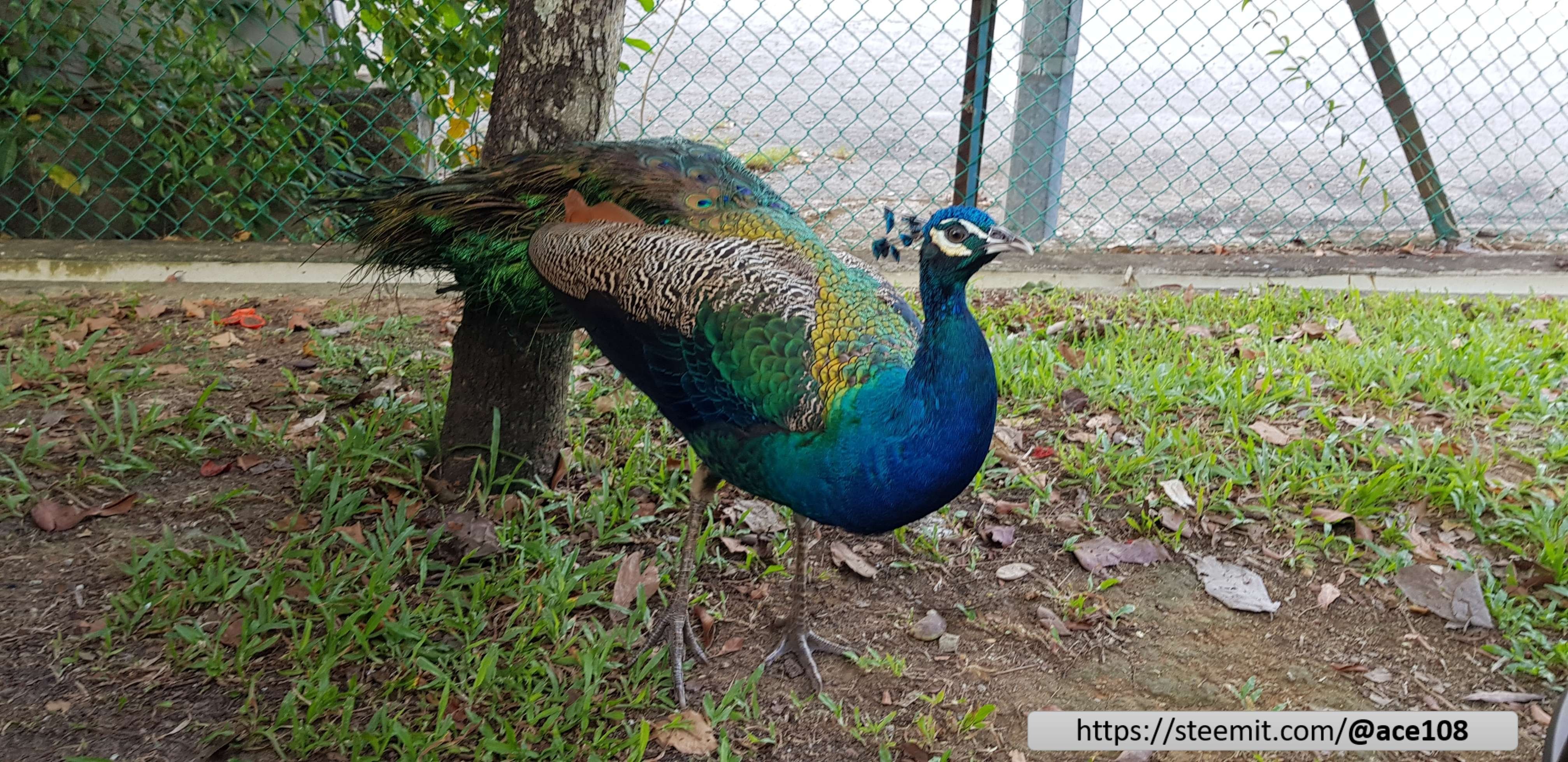 Peacock 7