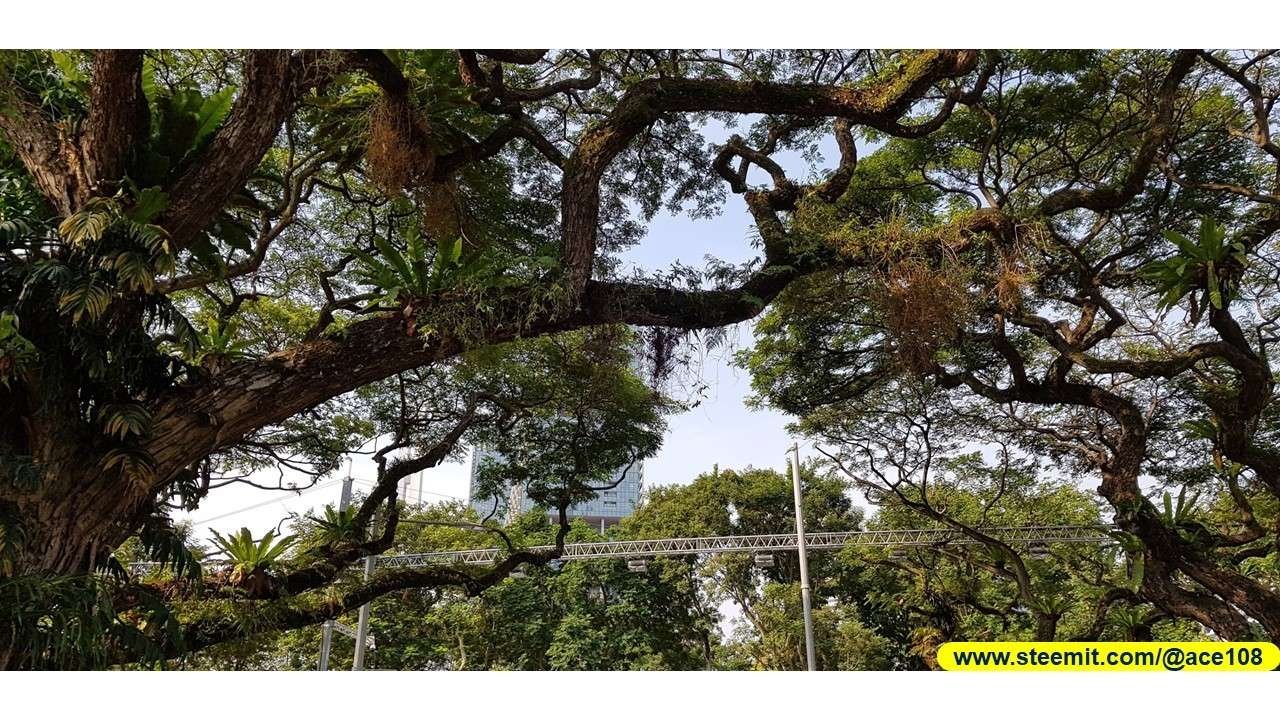 Heritage Raintree250