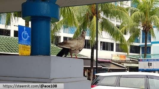 Wet pigeon