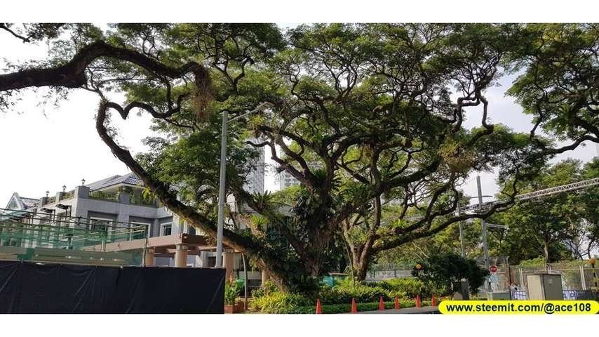 Heritage Raintree180