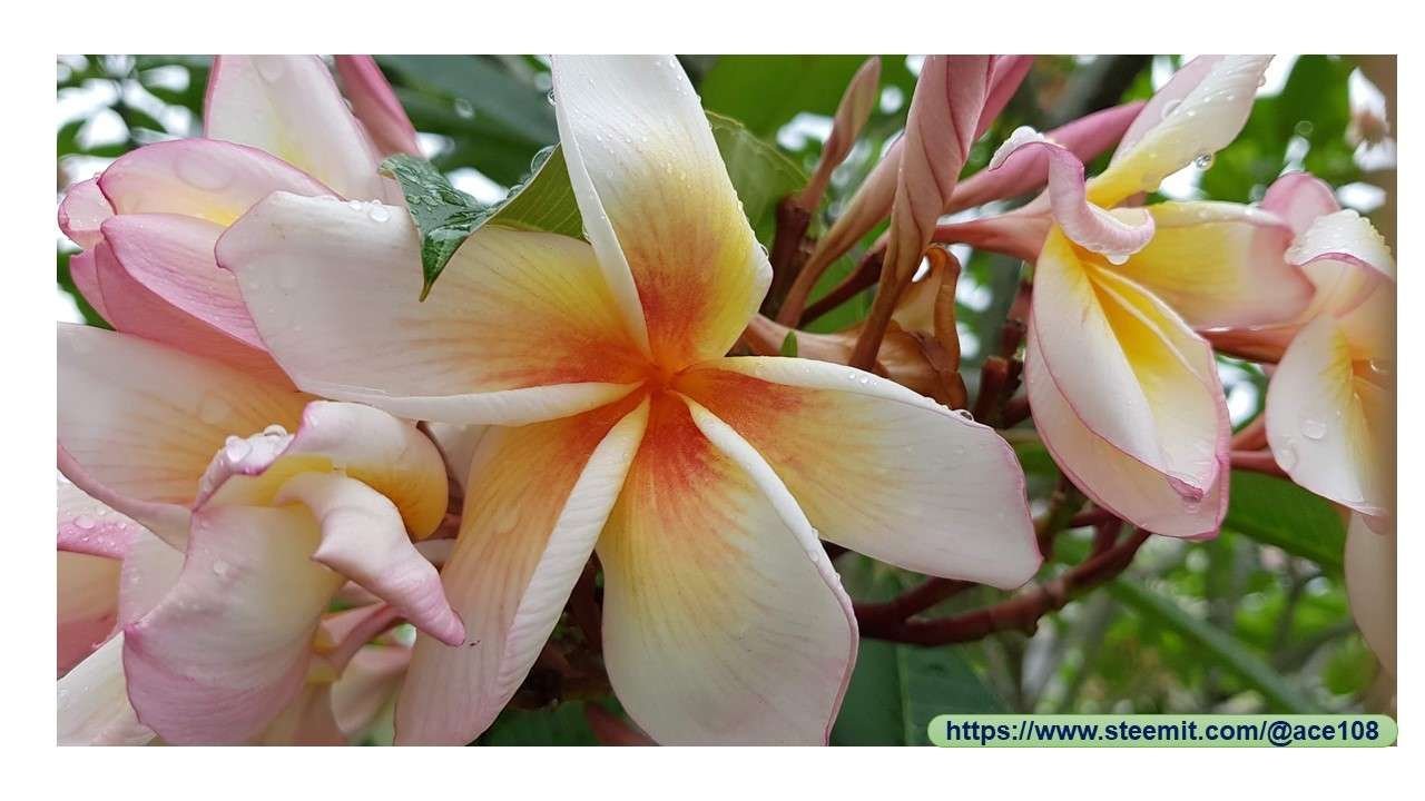 Frangipani 3