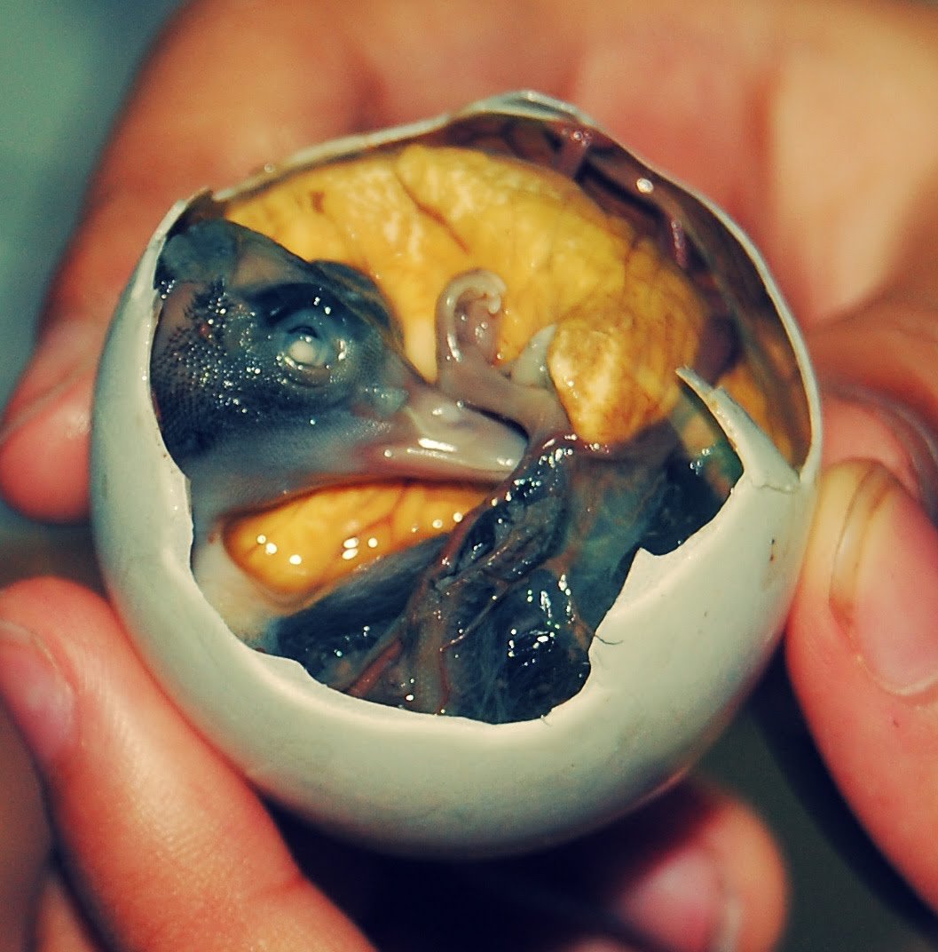 Image result for balut