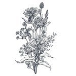 Clary Sage Seeds