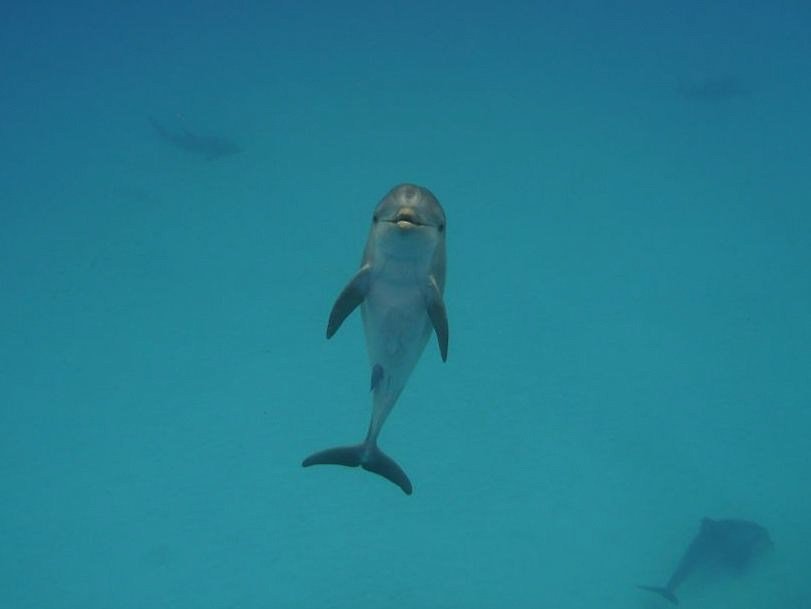 Wildquest Baby Bottlenose Dolphin