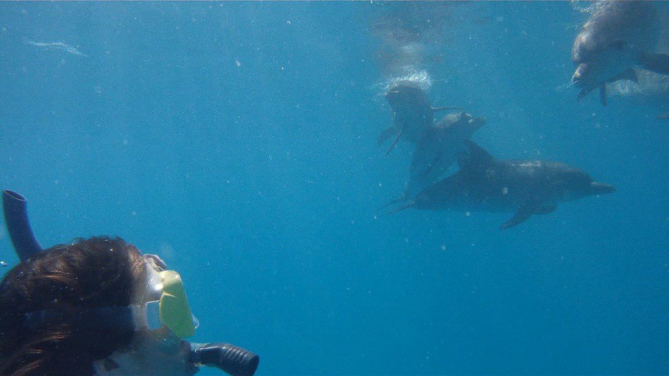 Wildquest Looking Dolphins