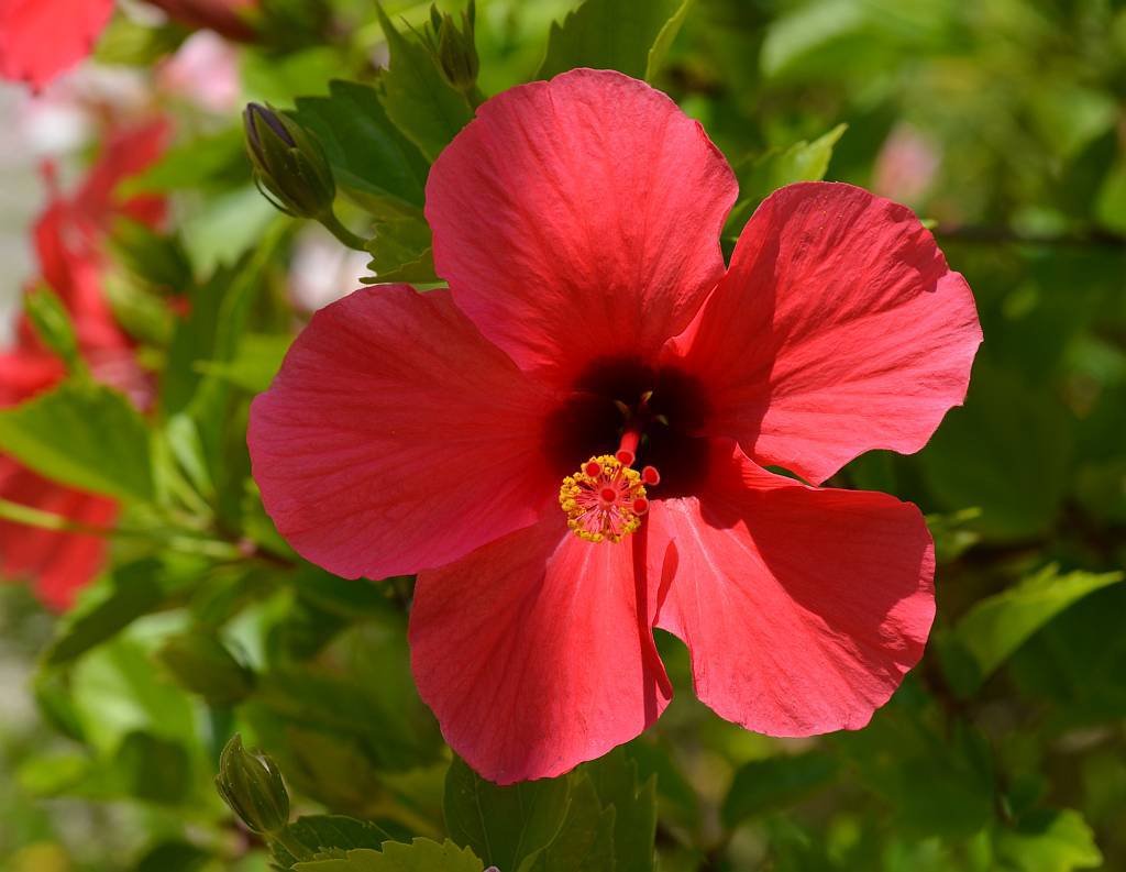 Gumamela Flower Health Benefits Best Flower Site