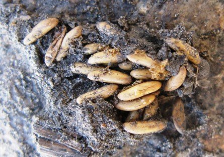 The Metamorphosis Is Not Perfect On Grasshopper Metamorfosis