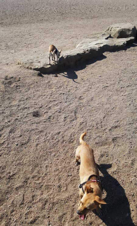 Berkeley Dog Park 2