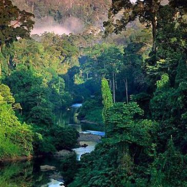 Amazon Rainforest Brazil South America Steemit