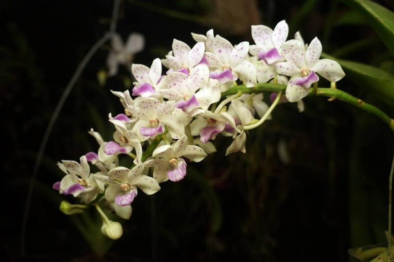 It is rich with a variety of indigenous orchid species that grow in the forests. Seeing Curious The Wild Orchid Kandangan Asli Borneo Steemkr