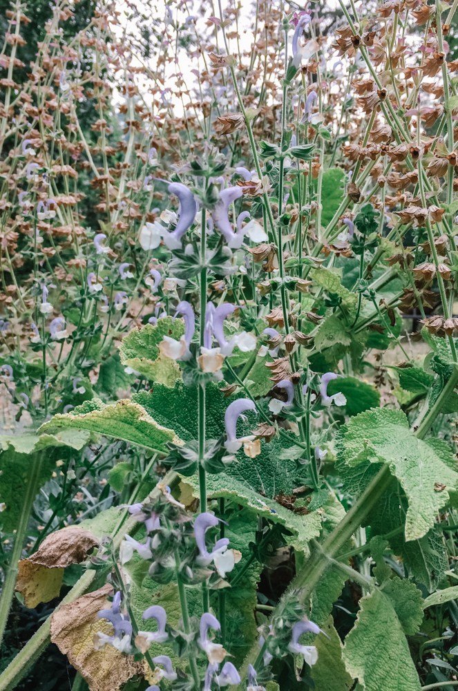 Clary Sage Seeds