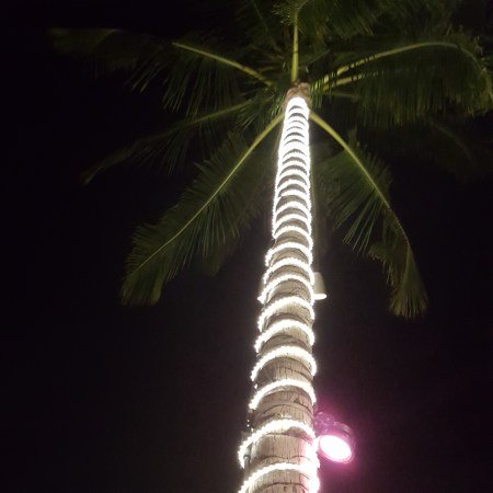 Palm Tree at Night