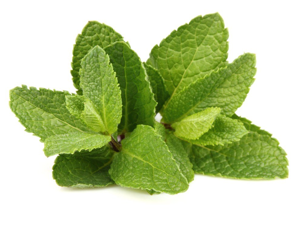 Wonder Plant 005 Mint (Mentha Piperita, Spicata & Aquatica), the