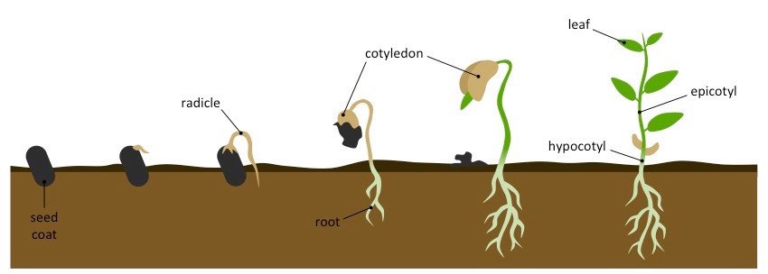 Stages Of The Germination Process Of The Seeds