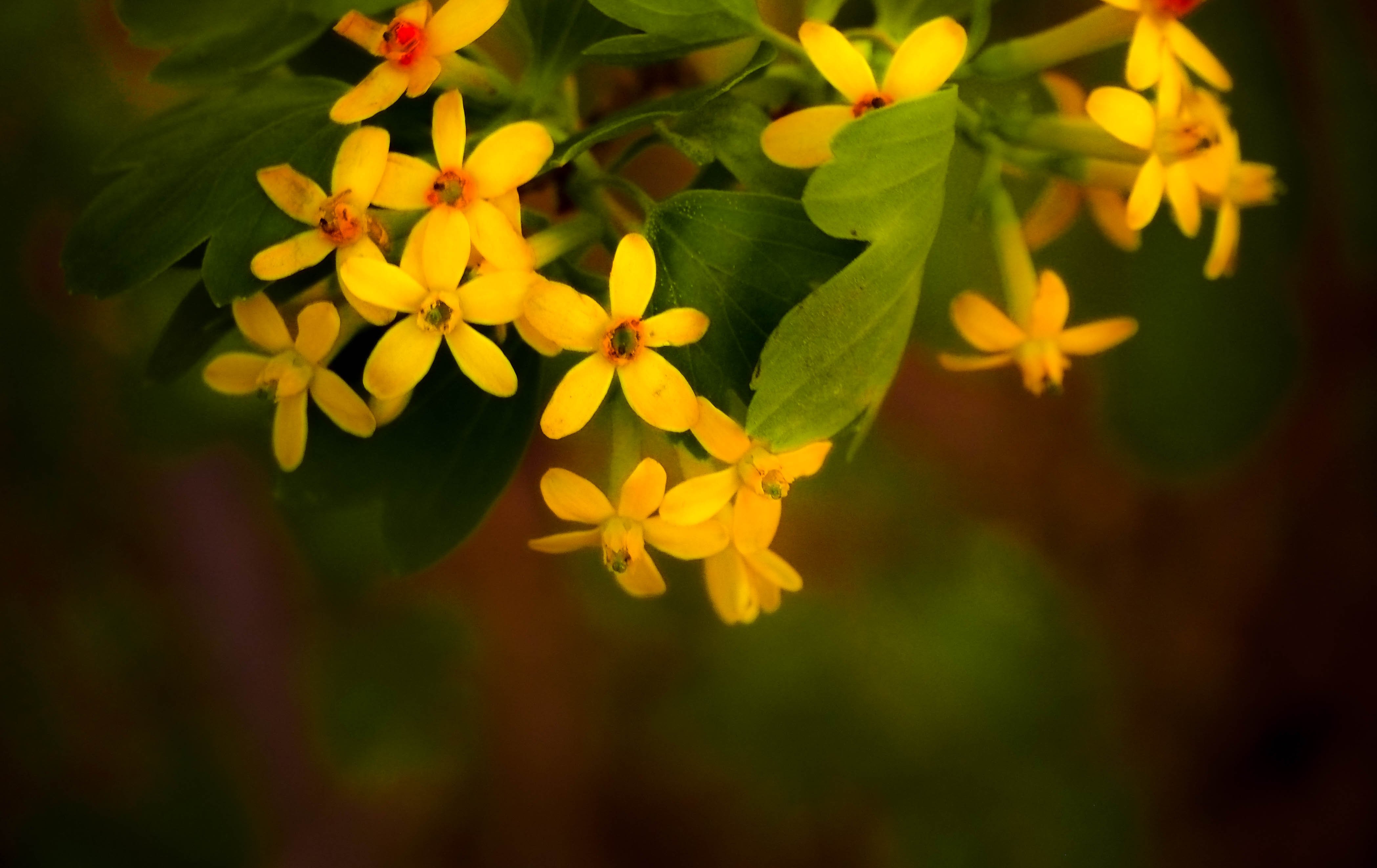 Small 4 Petal Yellow Flowers Best Flower Site