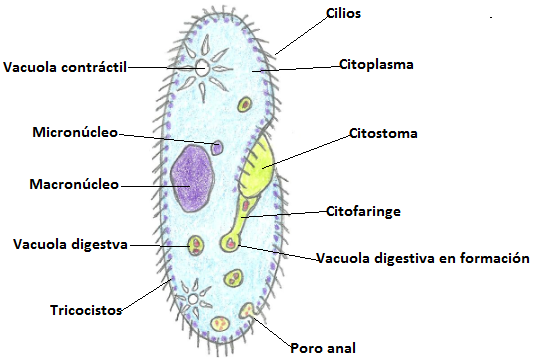 Celulas Protistas Parte 1 Steemkr