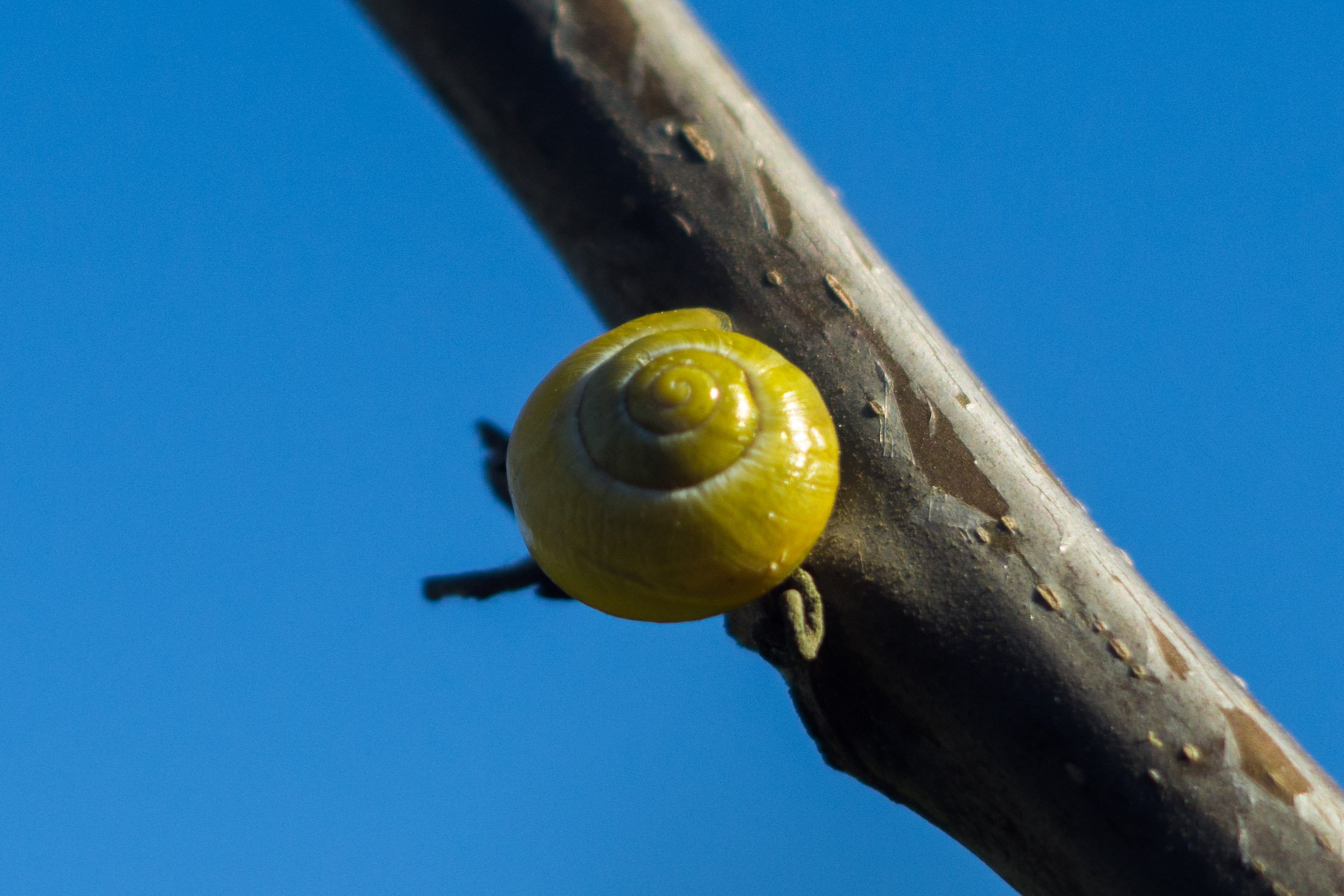Three yellow snail photos of — Steemit