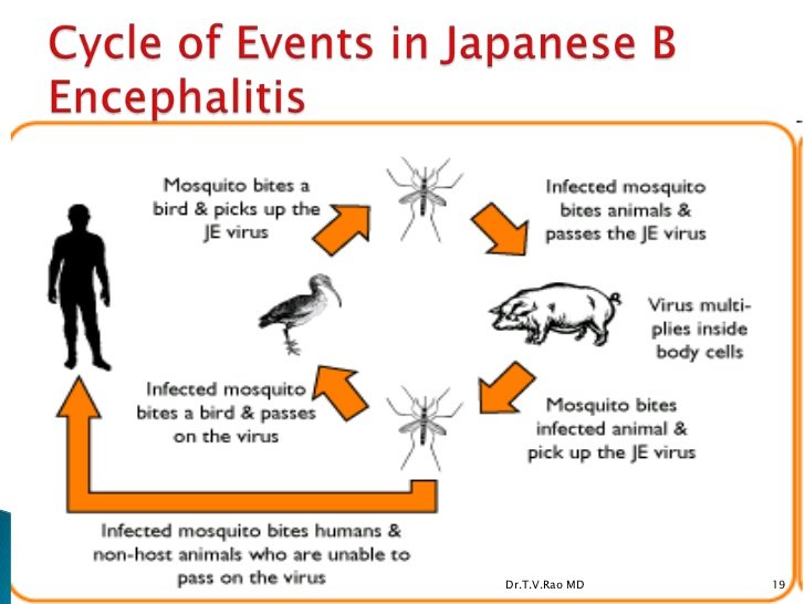Japanese encephalitis "Mosquito bite" — Steemit