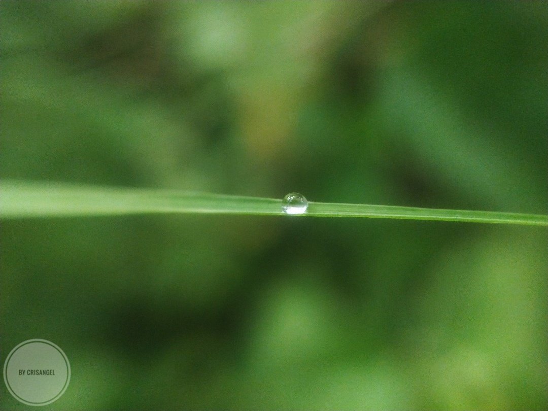 crisangel