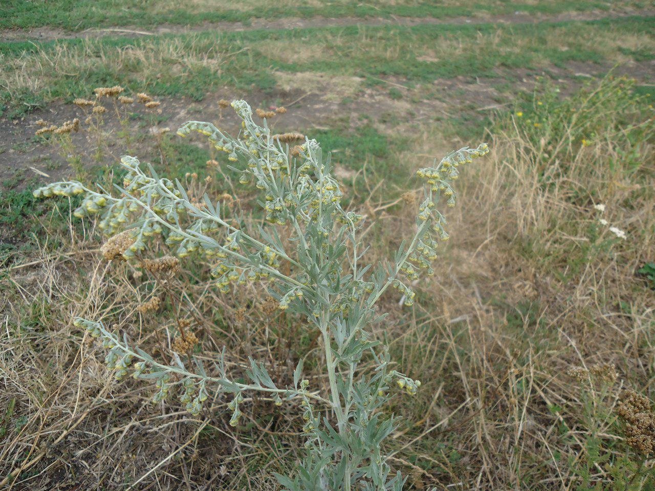 Curative properties of wormwood and contraindications to its use Curative properties of wormwood and contraindications to its use