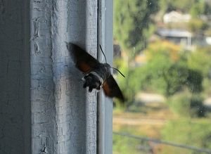 IMG_4691.JPG