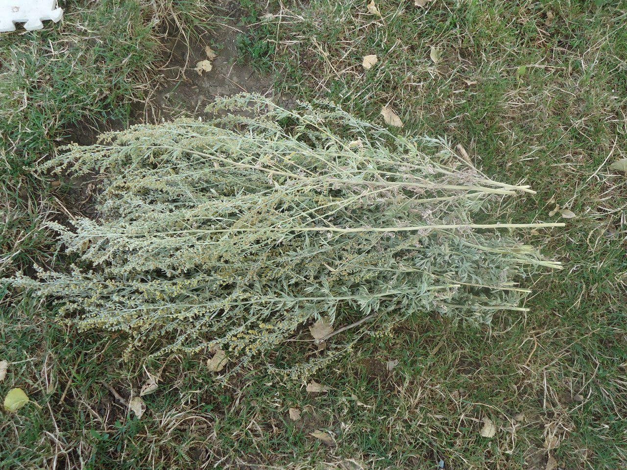Curative properties of wormwood and contraindications to its use Curative properties of wormwood and contraindications to its use