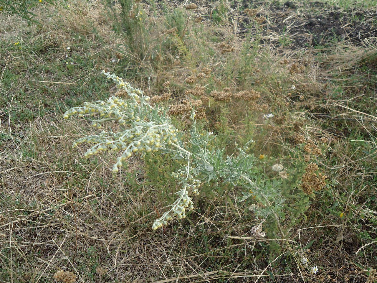 Curative properties of wormwood and contraindications to its use Curative properties of wormwood and contraindications to its use