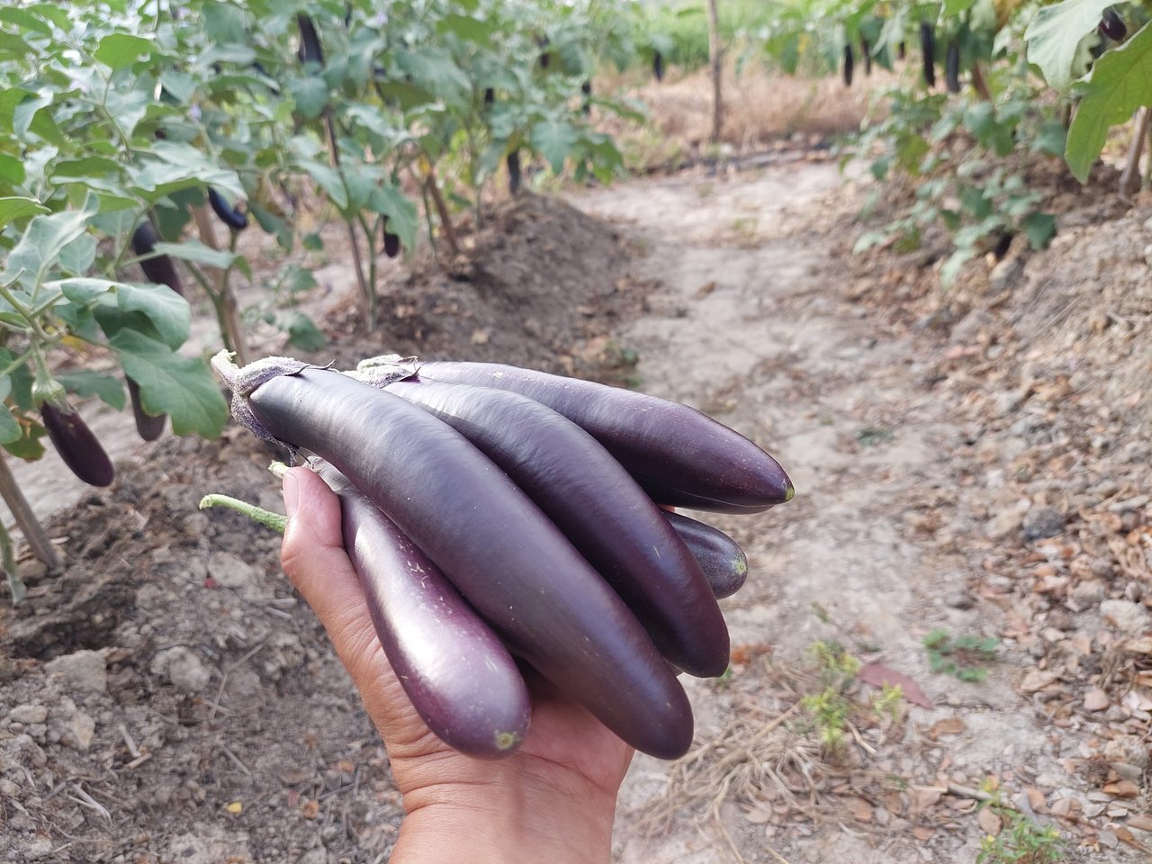 eggplants.jpg