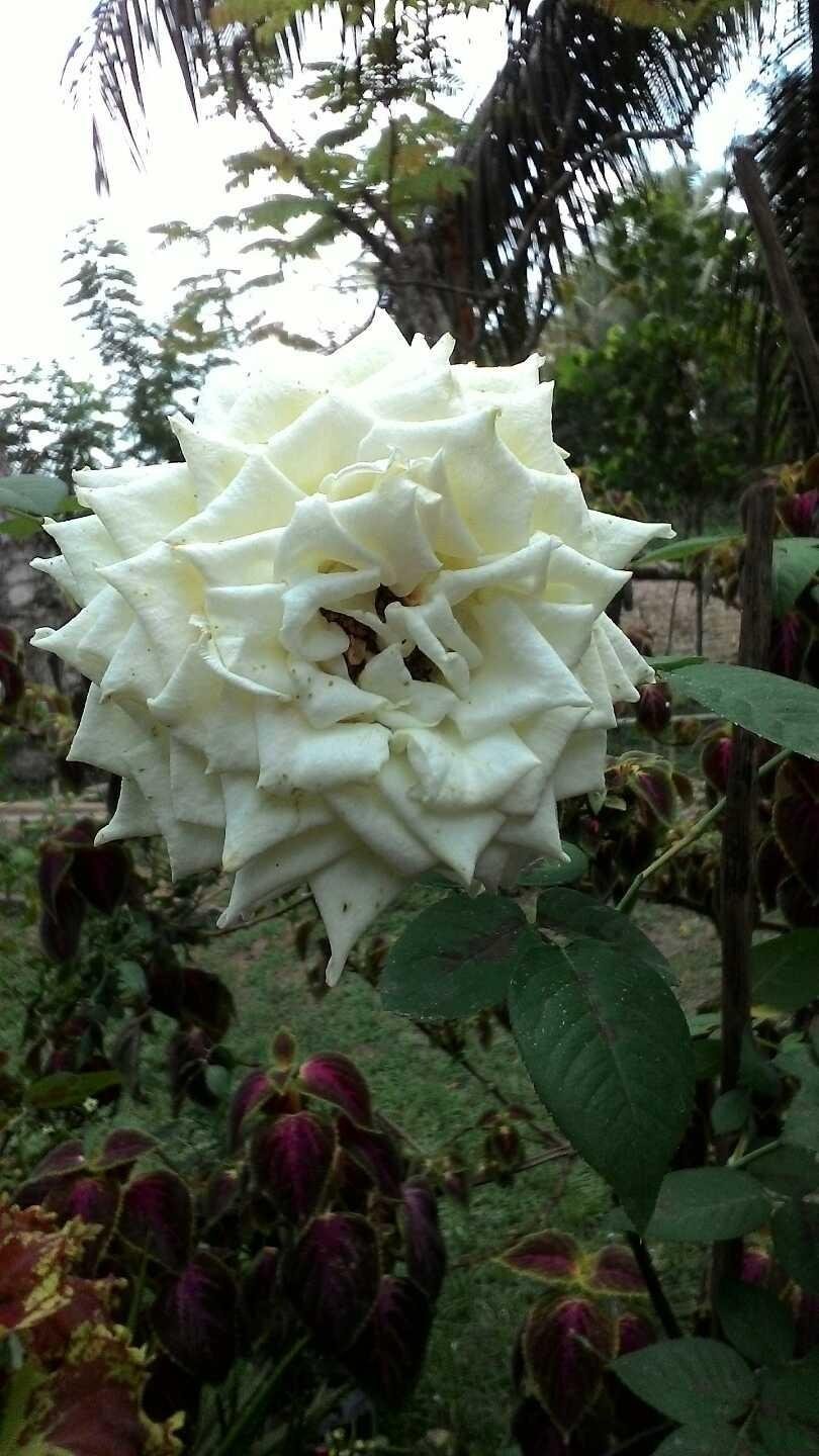 White Rose Steemkr