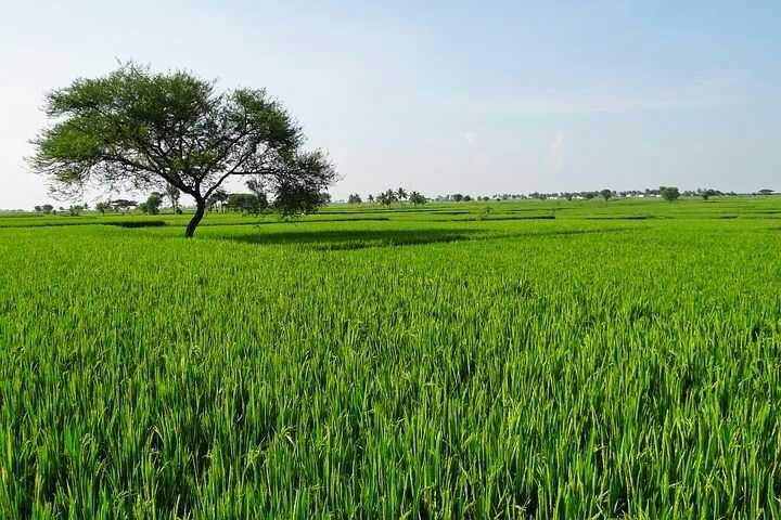 Pemandangan Sawah Steemkr