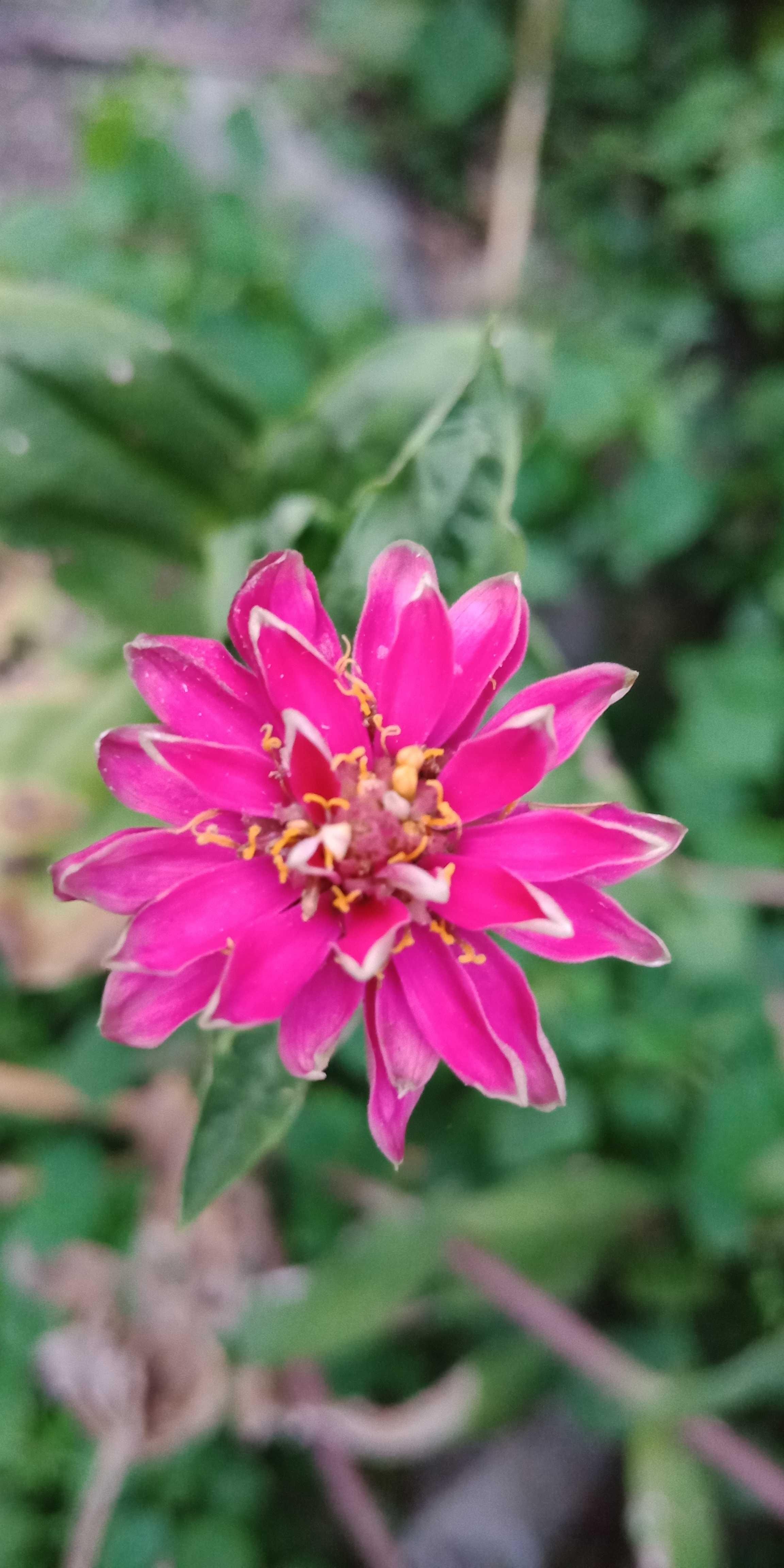Paling Bagus 14 Gambar Bunga Yg Cantik Dan Mudah Gambar 