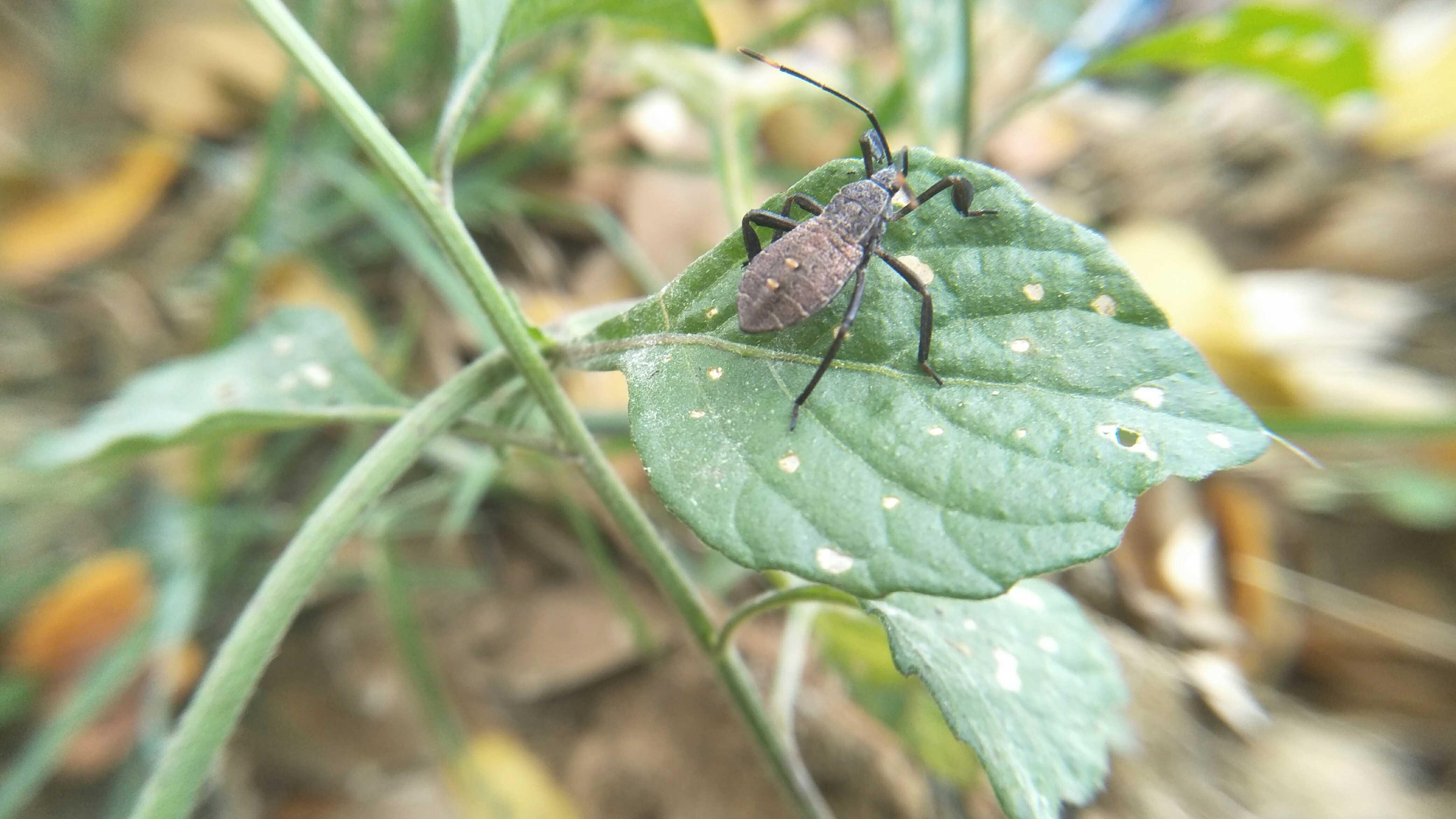 Walang Sangit Steemkr