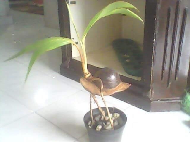 Dunia Bonsai Kelapa Facebook