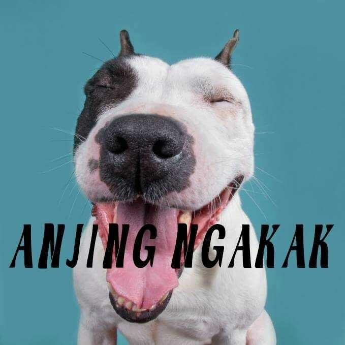 Anjing Ngakak Steemkr